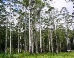 CGASPL Trees Of India Eucalyptus Grandis Seeds - 1 Kg
