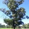 CGASPL Eucalyptus Robusta-Iran Seeds-1 Kg Trees Of India 1 CGASPL Eucalyptus Robusta-Iran Seeds-1 Kg Trees Of India