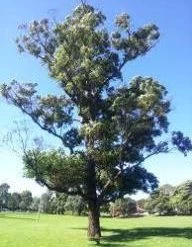 CGASPL Eucalyptus Robusta-Iran Seeds-1 Kg Trees Of India