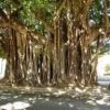 CGASPL Trees Of India Ficus Benghalensis Seeds, Banyan Tree Seeds - 1 Kg
