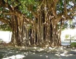 CGASPL Trees Of India Ficus Benghalensis Seeds, Banyan Tree Seeds - 1 Kg