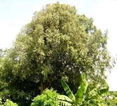 CGASPL Mesua Ferrea Seeds, Hindi: Nag Champa Nagkesar - 1 Kg