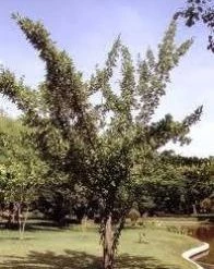 CGASPL Mimusops Hexandra Seeds-1 Kg Trees Of India