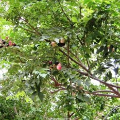 CGASPL Murraya Koenigii Seeds , Curry Tree Seeds Marathi-Kari Patta Trees Of India