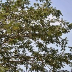 CGASPL Parkia Biglandulosa (Qg) Seeds - 1 Kg