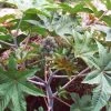 CGASPL Ricinus Communis Seeds ,castor Oil Plant Seeds - 1 Kg Trees Of India