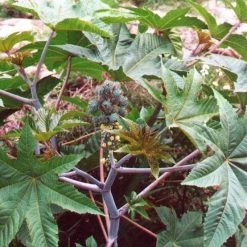CGASPL Ricinus Communis Seeds ,castor Oil Plant Seeds - 1 Kg Trees Of India