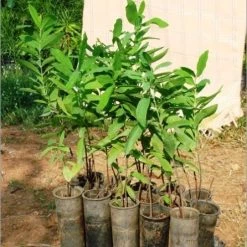 CGASPL Trees Of India Santalum Album Seeds ,Indian Sandalwood Seeds - 1 Kg