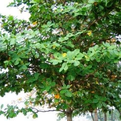CGASPL Terminalia Catappa Seeds ,Indian Almond Seeds - 1 Kg Trees Of India