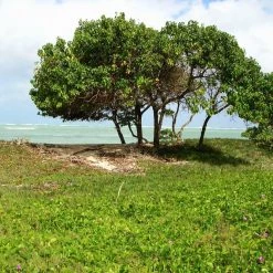 CGASPL Thespesia Populnea Seeds-1 Kg Trees Of India