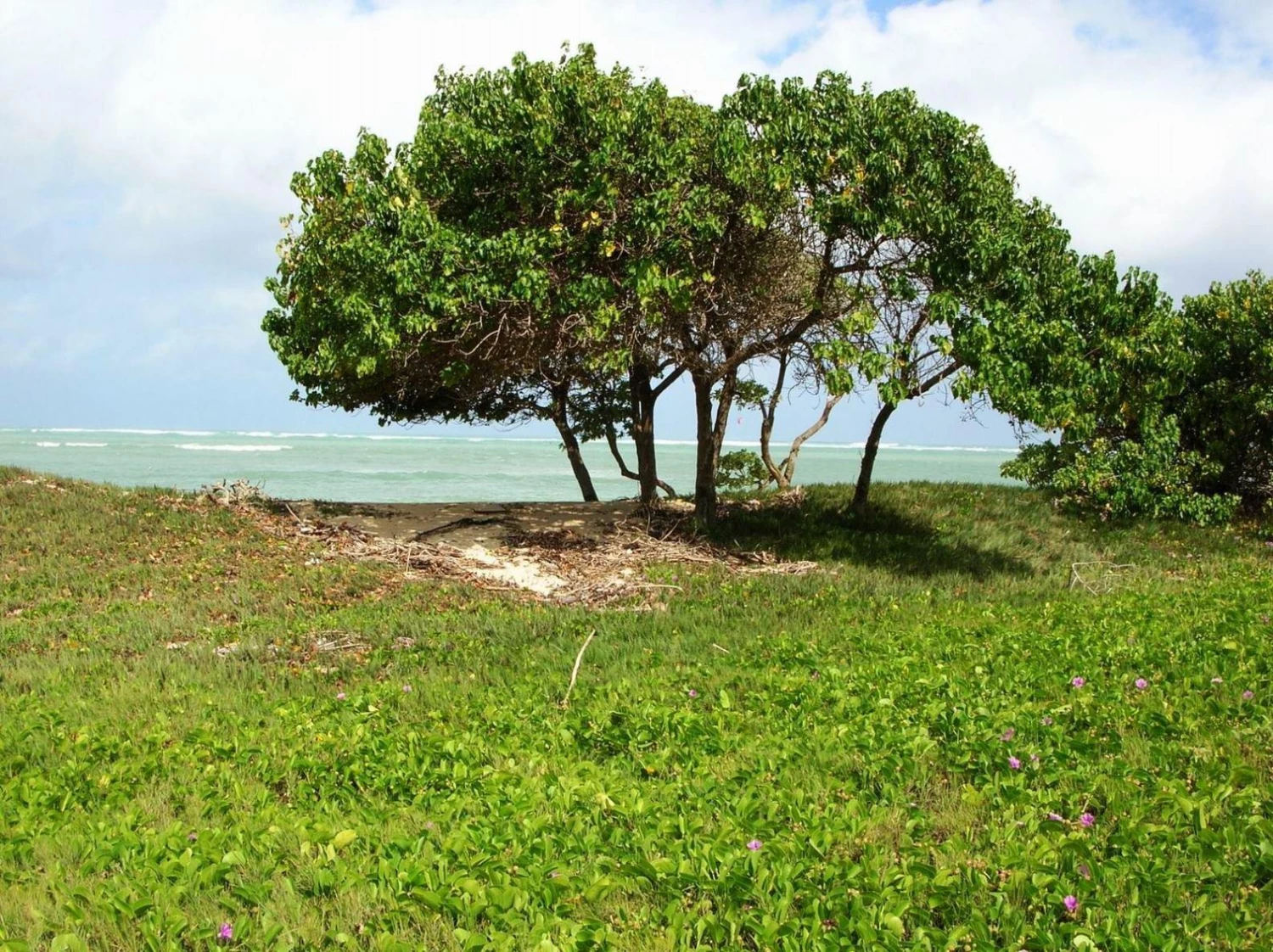 CGASPL Thespesia Populnea Seeds-1 Kg Trees Of India 4 CGASPL Thespesia Populnea Seeds-1 Kg Trees Of India