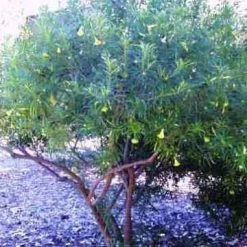 CGASPL Trees Of India Thevetia Neriifolia Seeds , Yellow Oleander Seeds - 1 Kg