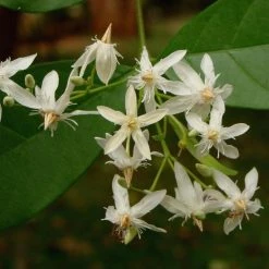 CGASPL Wrightia Tinctoria Seeds - 1 Kg Trees Of India