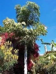 CGASPL Caryota Urens-Fishtail Palm Seeds - 1 Kg