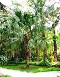 CGASPL Livistona Chinensis Seeds-1 Kg Trees Of India