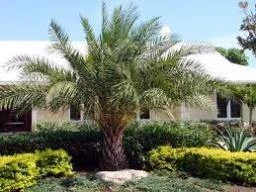 CGASPL Phoenix Dactylifera Seeds-1 Kg 3 CGASPL Phoenix Dactylifera Seeds-1 Kg