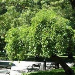 CGASPL Morus Indica Seeds-1 Kg