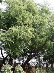 CGASPL Pithecellobium Dulce Seeds - 1 Kg Trees Of India