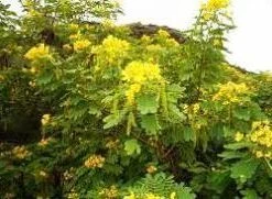 CGASPL Trees Of India Cassia Glauca (Qg) Seeds-1 Kg