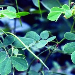 CGASPL Cassia Tora Seeds-1 Kg Trees Of India