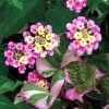 CGASPL Trees Of India Lantana Camera Seeds-1 Kg
