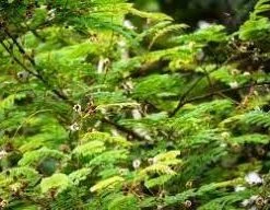 CGASPL Acacia Concinna Seeds-1 Kg Trees Of India