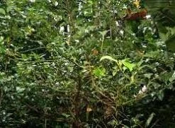 CGASPL Cinnamomum Tamala Seeds-1 Kg Trees Of India