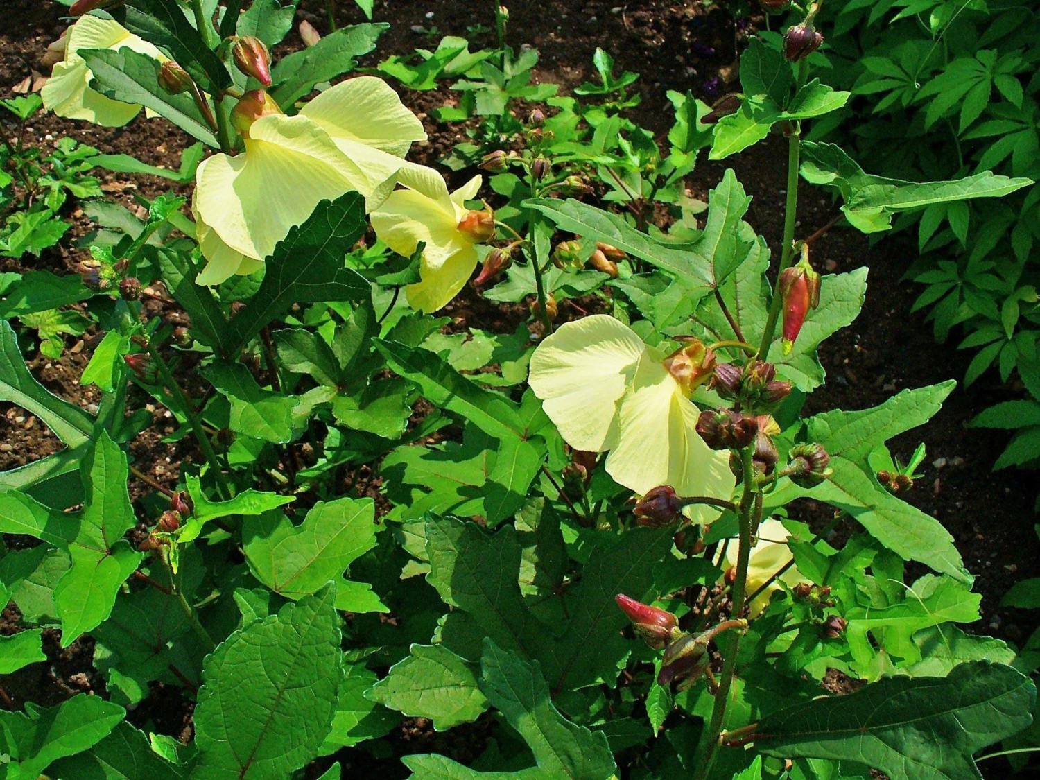 CGASPL Hibiscus Abelmoschus Seeds-1 Kg Trees Of India 3 CGASPL Hibiscus Abelmoschus Seeds-1 Kg Trees Of India