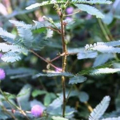 CGASPL Mimosa Pudica (Thorny) Seeds - 1 Kg