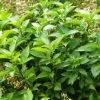 CGASPL Trees Of India Ocimum Sanctum Seeds-1 Kg