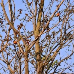 CGASPL Trees Of India Strychnos Nux-vomica Seeds - 1 Kg