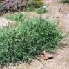 CGASPL Dichanthium Annulatum Seeds-1 Kg Trees Of India