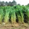 CGASPL Trees Of India Panicum Maximum Seeds-1 Kg