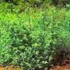 CGASPL Trees Of India Stylosanthes Scabra Seeds-1 Kg 2 CGASPL Trees Of India Stylosanthes Scabra Seeds-1 Kg