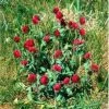 CGASPL Trifolium Pratense Red Clover Seeds-1 Kg 1 CGASPL Trifolium Pratense Red Clover Seeds-1 Kg