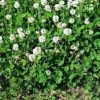 CGASPL Trifolium Repens-White Clover Seeds-1 Kg Trees Of India