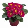 CGASPL Primula Acaulis Danova Cherry With Edge Flower Seeds