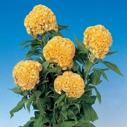 CGASPL Celosia Cristata Chief Gold Flower Seeds Imported Flower Seeds