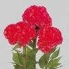 CGASPL Imported Flower Seeds Celosia Cristata Chief Rose Flower Seeds
