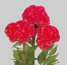 CGASPL Imported Flower Seeds Celosia Cristata Chief Rose Flower Seeds