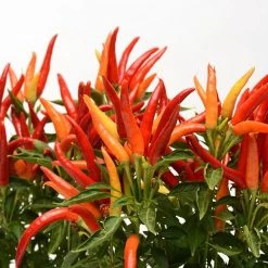 Pan American Seeds Ornamental Pepper Chilly Mix Seeds