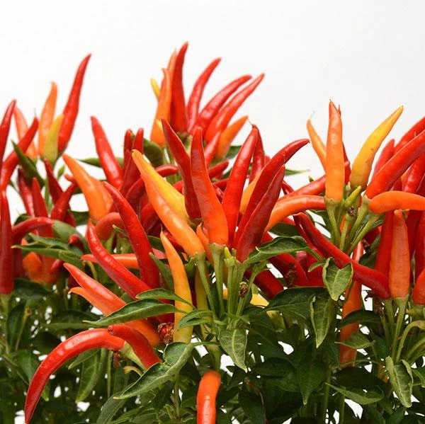 Pan American Seeds Ornamental Pepper Chilly Mix Seeds 3 Pan American Seeds Ornamental Pepper Chilly Mix Seeds