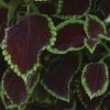 CGASPL Coleus Premium Sun Chocolate Mint Seeds 2 CGASPL Coleus Premium Sun Chocolate Mint Seeds