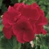 CGASPL Imported Flower Seeds Geranium Maverick Red Flower Seeds