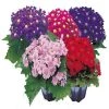 Takii Seeds Cineraria Early Perfaction Mix Flower Seeds 1 Takii Seeds Cineraria Early Perfaction Mix Flower Seeds