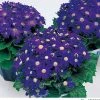 Takii Seeds Cineraria Early Perfaction Blue Flower Seeds