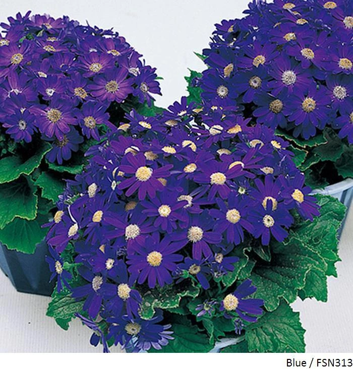 Takii Seeds Cineraria Early Perfaction Blue Flower Seeds 3 Takii Seeds Cineraria Early Perfaction Blue Flower Seeds