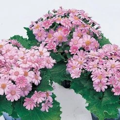 Takii Seeds Cineraria Early Perfaction Pink Flower Seeds