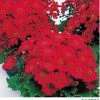 Takii Seeds Cineraria Early Perfaction Red Flower Seeds Imported Flower Seeds