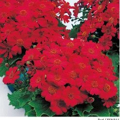 Takii Seeds Cineraria Early Perfaction Red Flower Seeds Imported Flower Seeds
